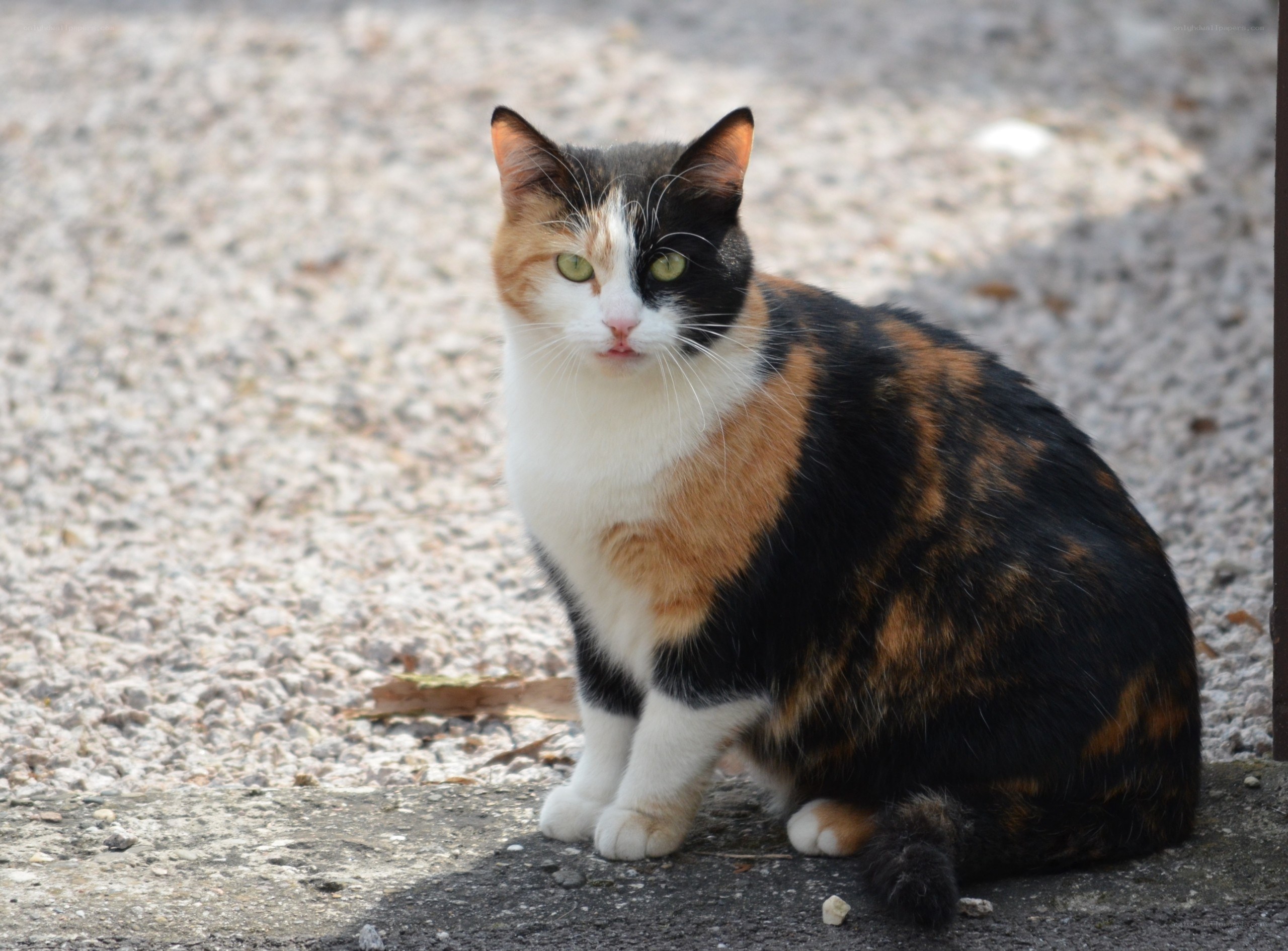 calico cat sitting on pavement