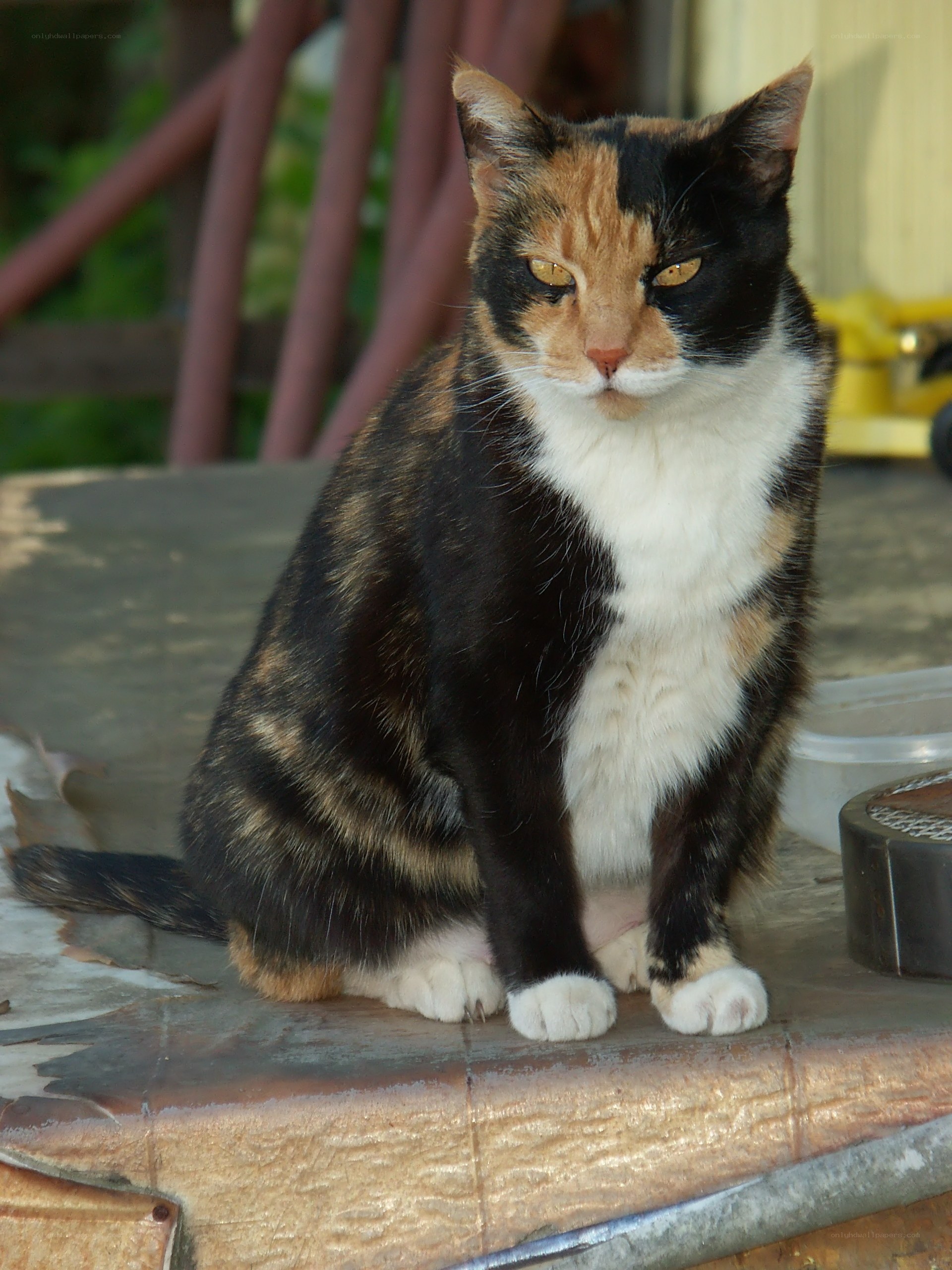 calico cat sitting on table