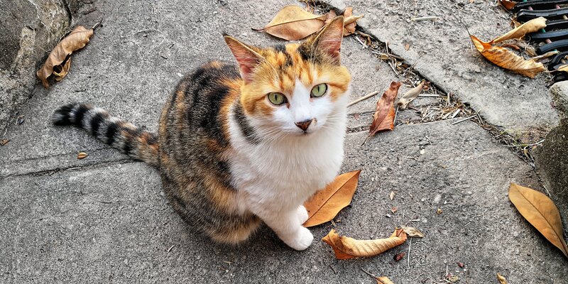 Calico Cat Sitting — Orange, Neutral