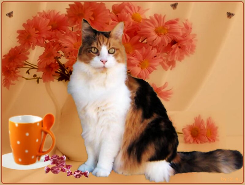Calico Cat Sitting — Orange