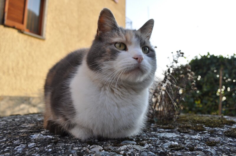 calico cat sitting outside