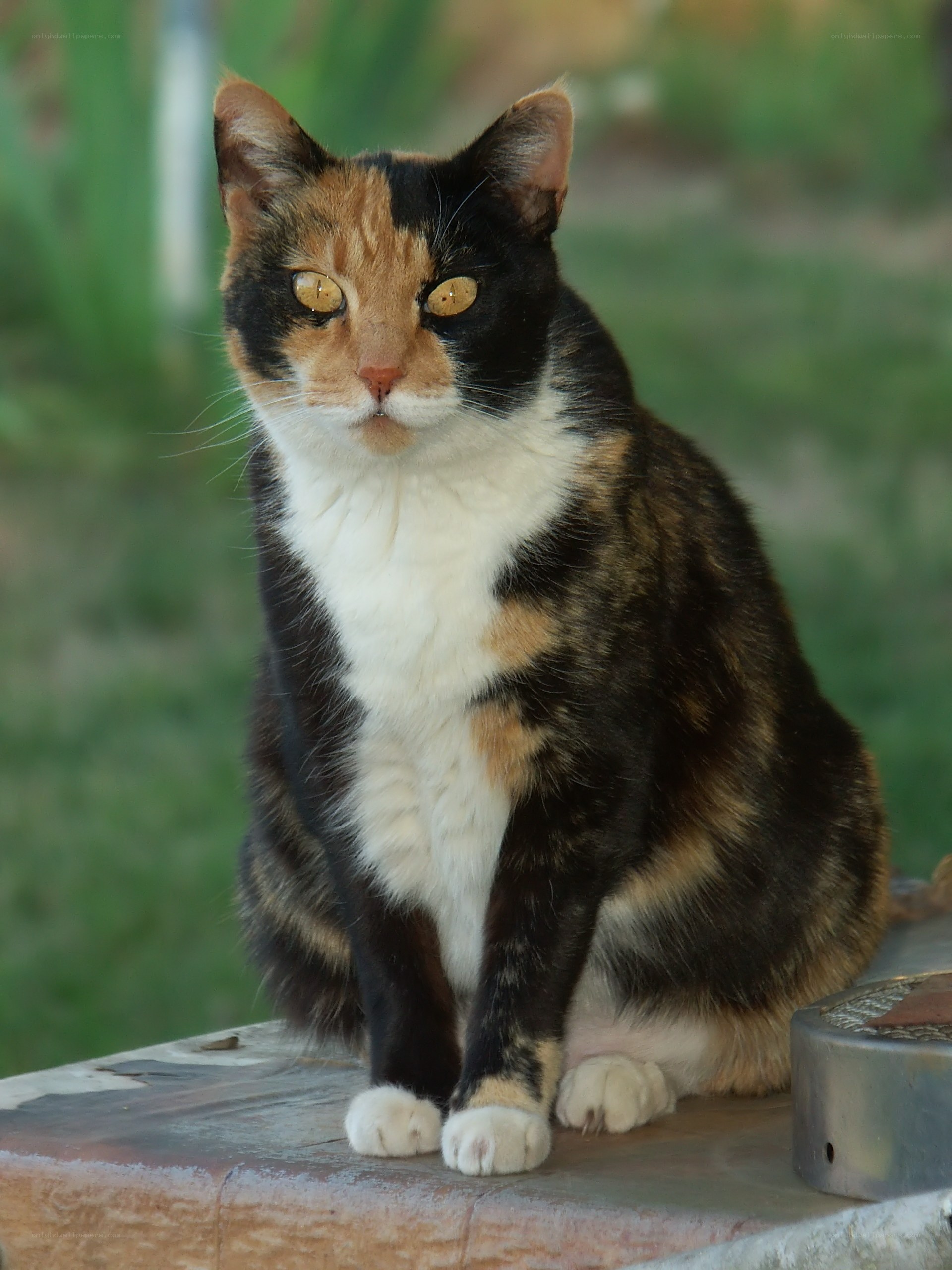 calico cat sitting outside