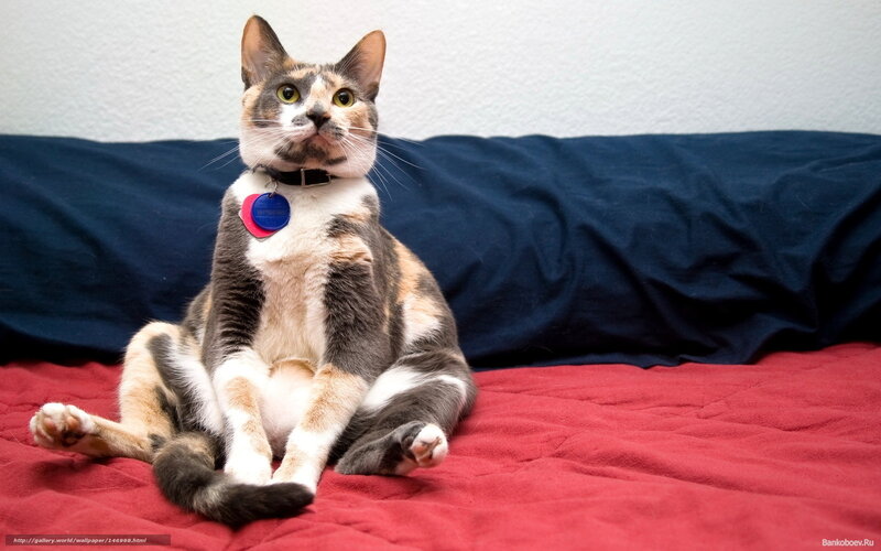 Calico Cat Sitting — Red, Neutral, Photograph, Bed