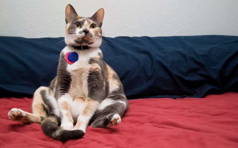 Calico Cat Sitting — Red, Neutral, Photograph