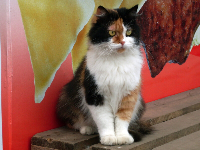 Calico Cat Sitting — Red