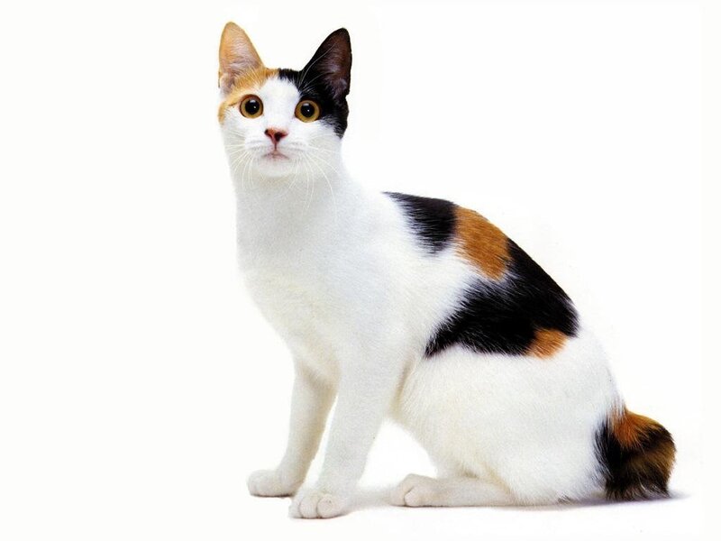 calico cat sitting