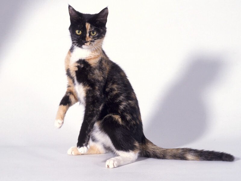calico cat sitting upright