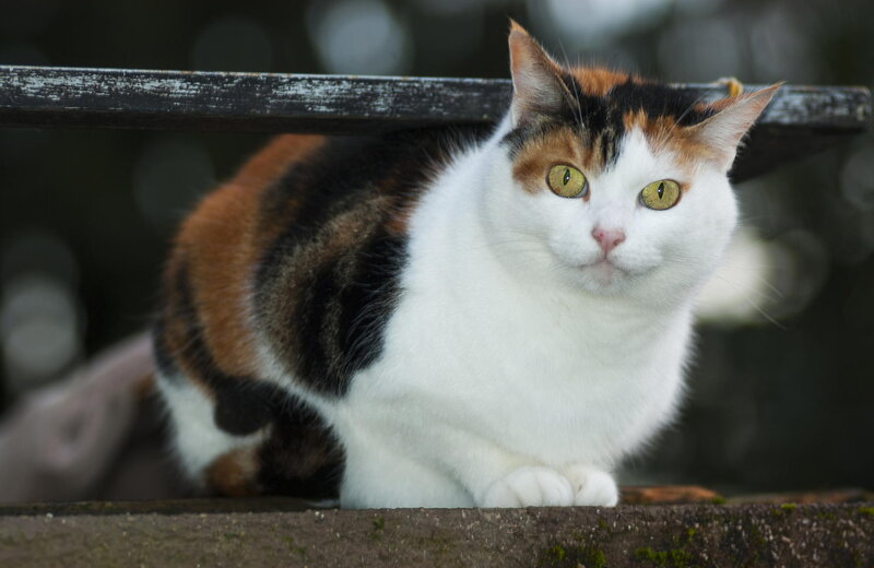 Calico Cat Sitting — White, Alert, Photograph