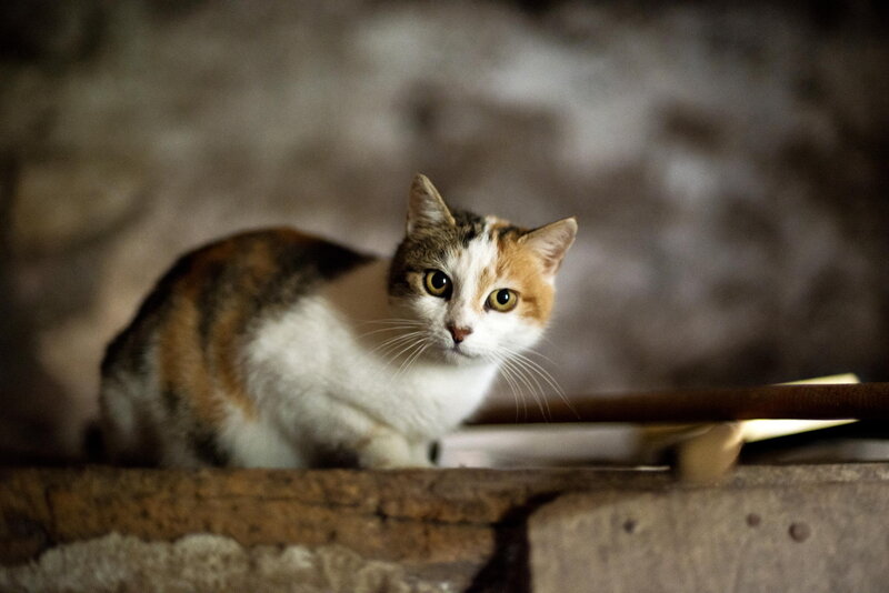 Calico Cat Sitting — White, Alert