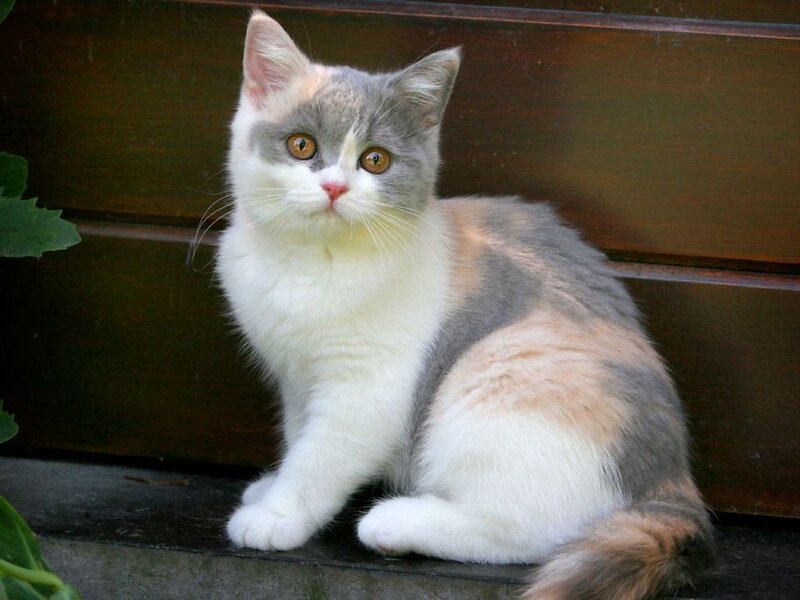 Calico Cat Sitting — White, Calm, Afternoon, Photograph, Bench