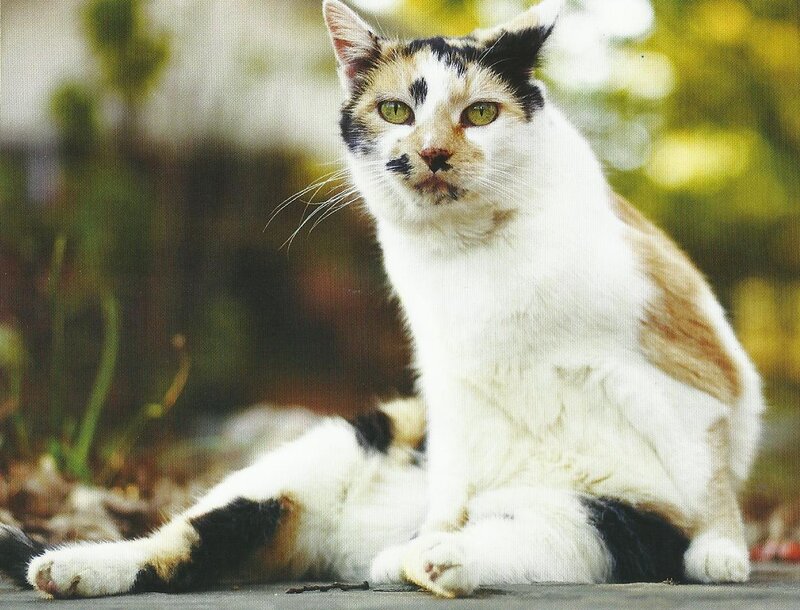 Calico Cat Sitting — White, Calm, Afternoon, Photograph, Outdoor