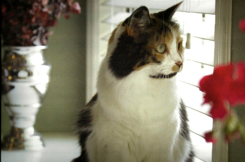 Calico Cat Sitting — White, Calm, Afternoon, Photograph