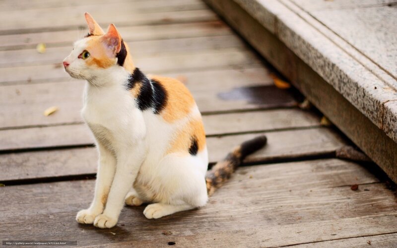 Calico Cat Sitting — White, Calm, Afternoon, Photograph, Wooden Deck