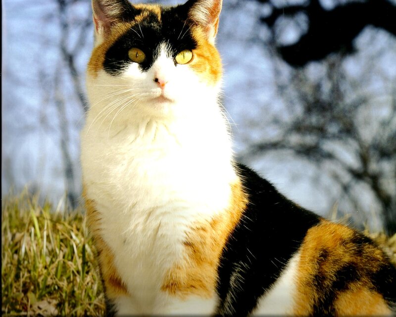 Calico Cat Sitting — White, Calm, Afternoon