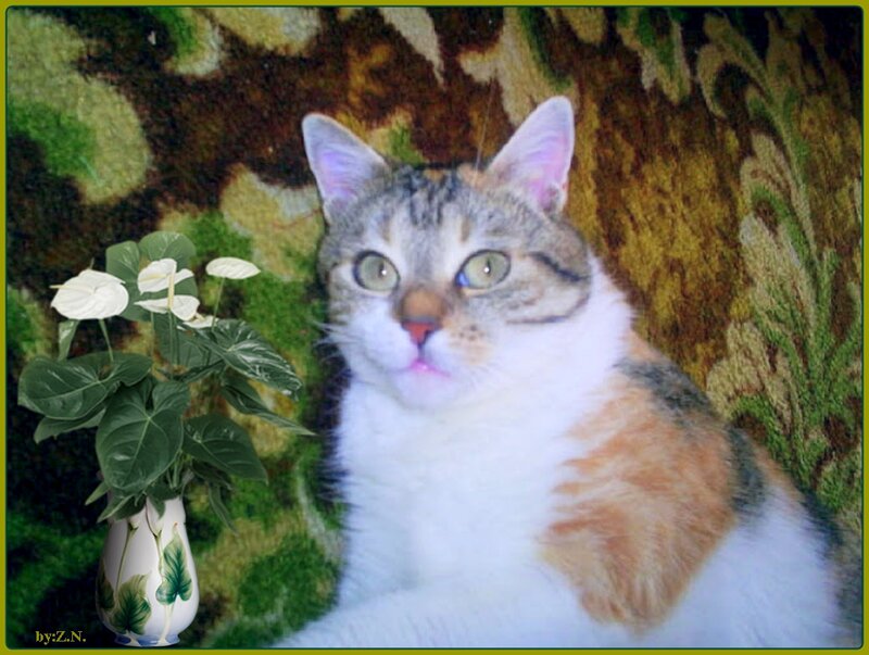 Calico Cat Sitting — White, Calm, Photograph