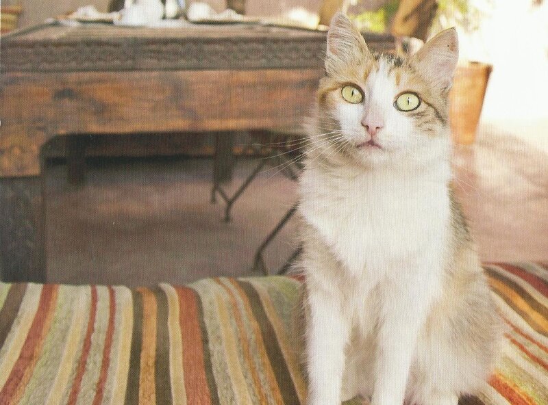 Calico Cat Sitting — White, Neutral, Afternoon