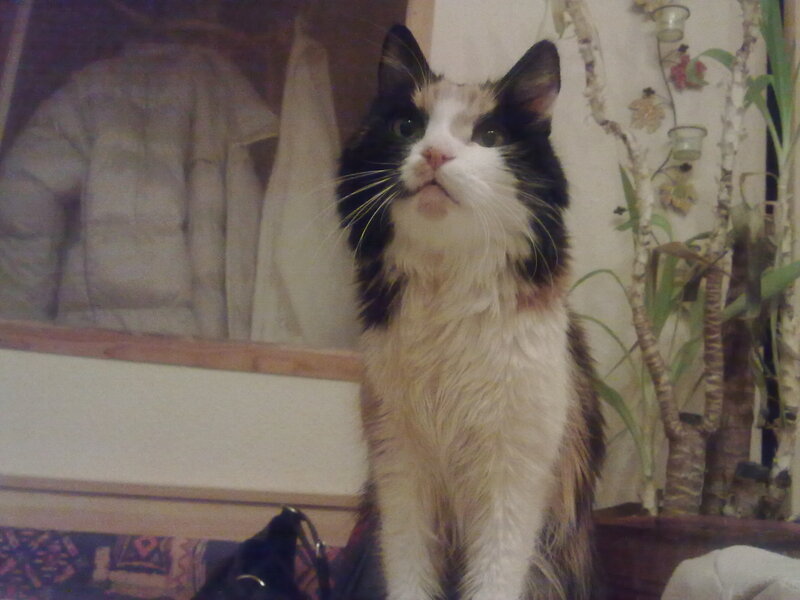 Calico Cat Sitting — White, Neutral, Photograph