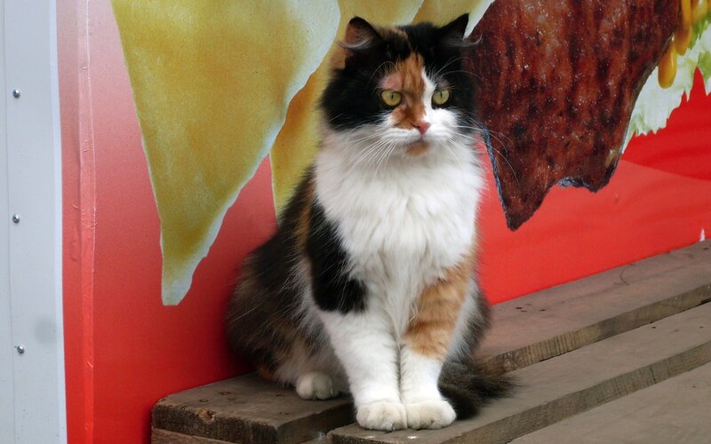 Calico Cat Sitting — White, Neutral, Photograph, Wall