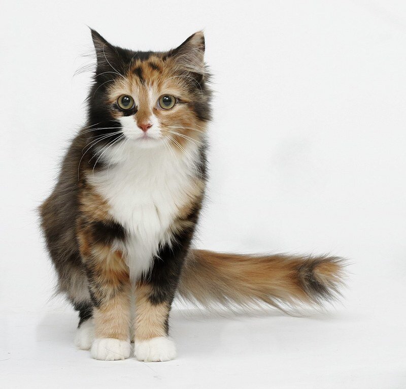 Calico Cat Sitting — White, Neutral