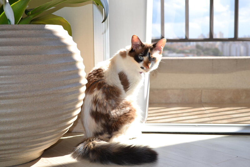 Calico Cat Sitting — White, Serene, Afternoon