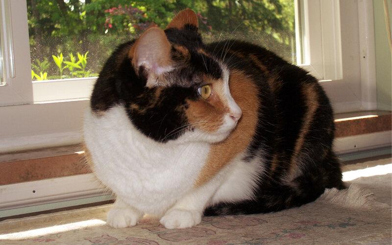 Calico Cat Sitting — White, Serene