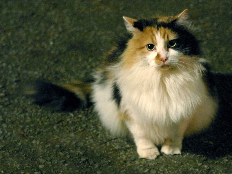Calico Cat Sitting — White