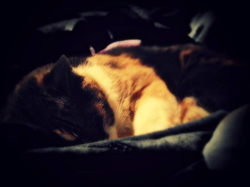 Calico Cat Sleeping — Black, Peaceful