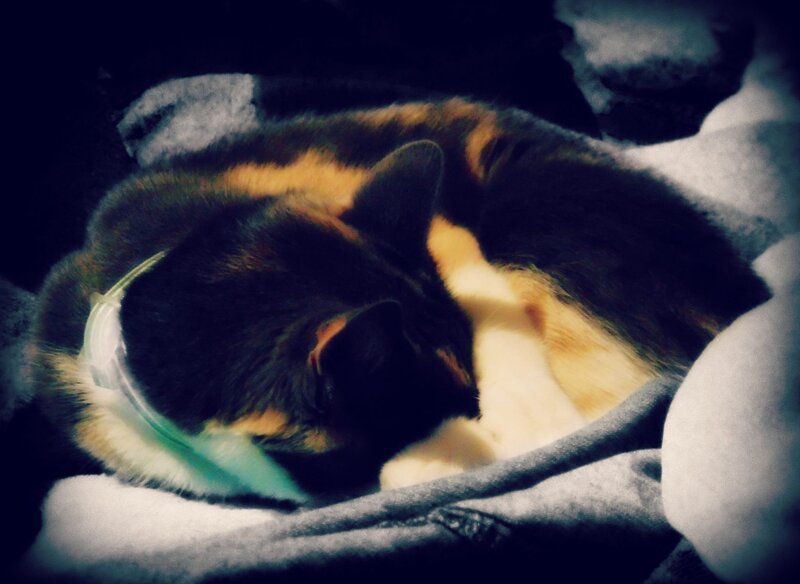 Calico Cat Sleeping — Black