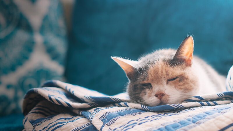 Calico Cat Sleeping — Blue