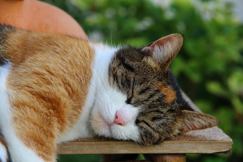 Calico Cat Sleeping — Brown, Peaceful, Afternoon