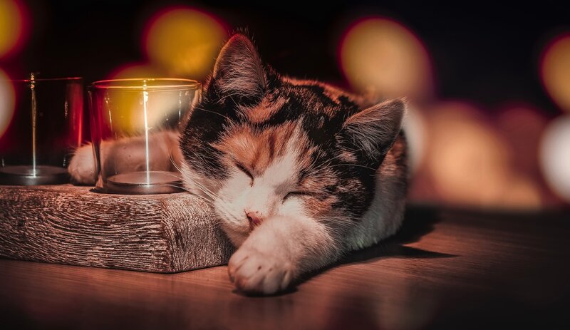 Calico Cat Sleeping — Brown, Peaceful, Night