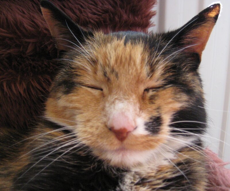 Calico Cat Sleeping — Brown, Peaceful, Photograph