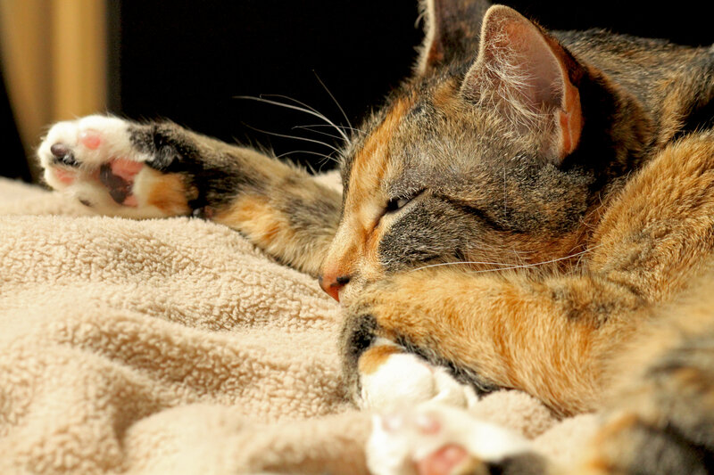 Calico Cat Sleeping — Brown, Peaceful
