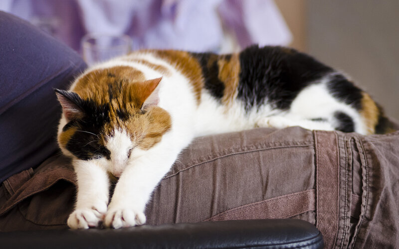 Calico Cat Sleeping — Brown, Relaxed, Photograph