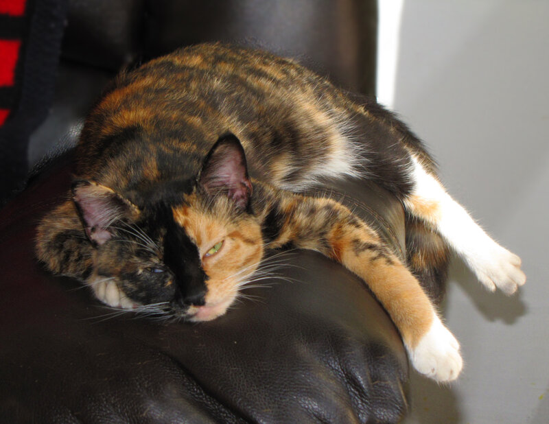 Calico Cat Sleeping — Brown, Relaxed