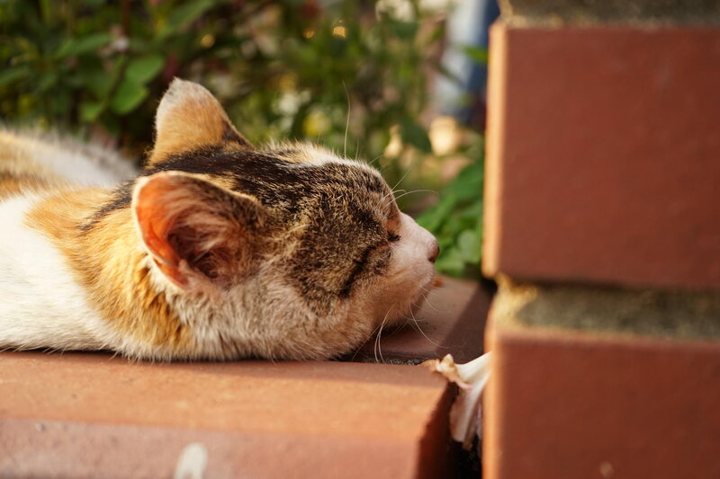 Calico Cat Sleeping — Brown, Serene, Afternoon