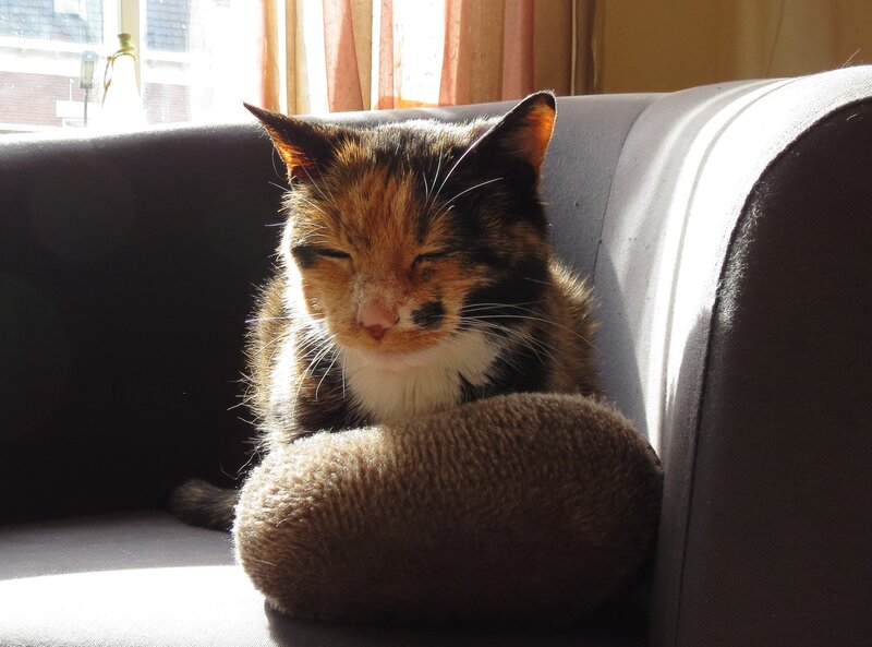 Calico Cat Sleeping — Brown, Serene