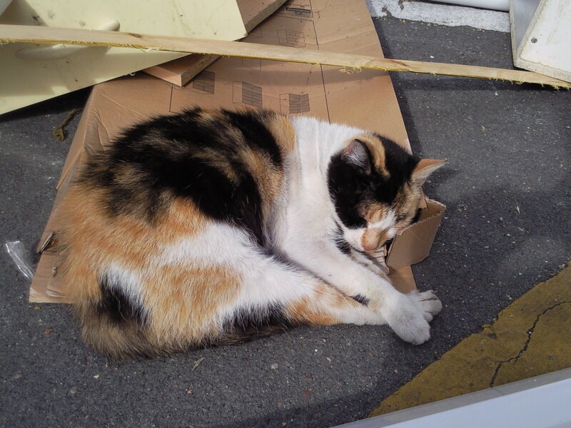 Calico Cat Sleeping — Brown