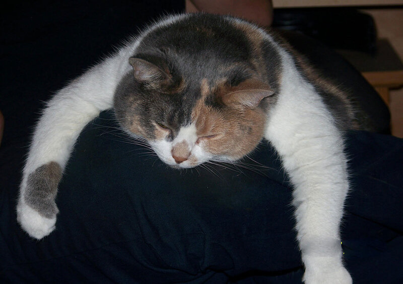 Calico Cat Sleeping — Gray, Peaceful