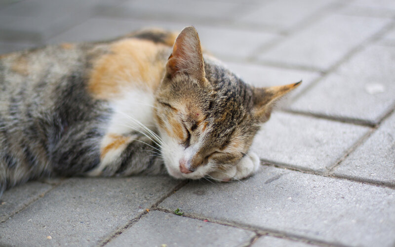 Calico Cat Sleeping — Gray