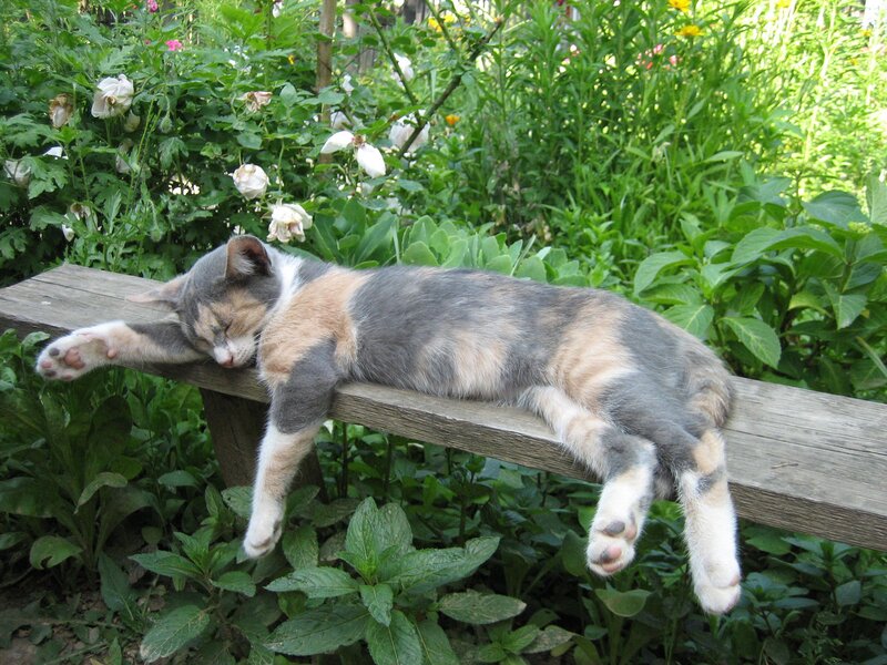 Calico Cat Sleeping — Green