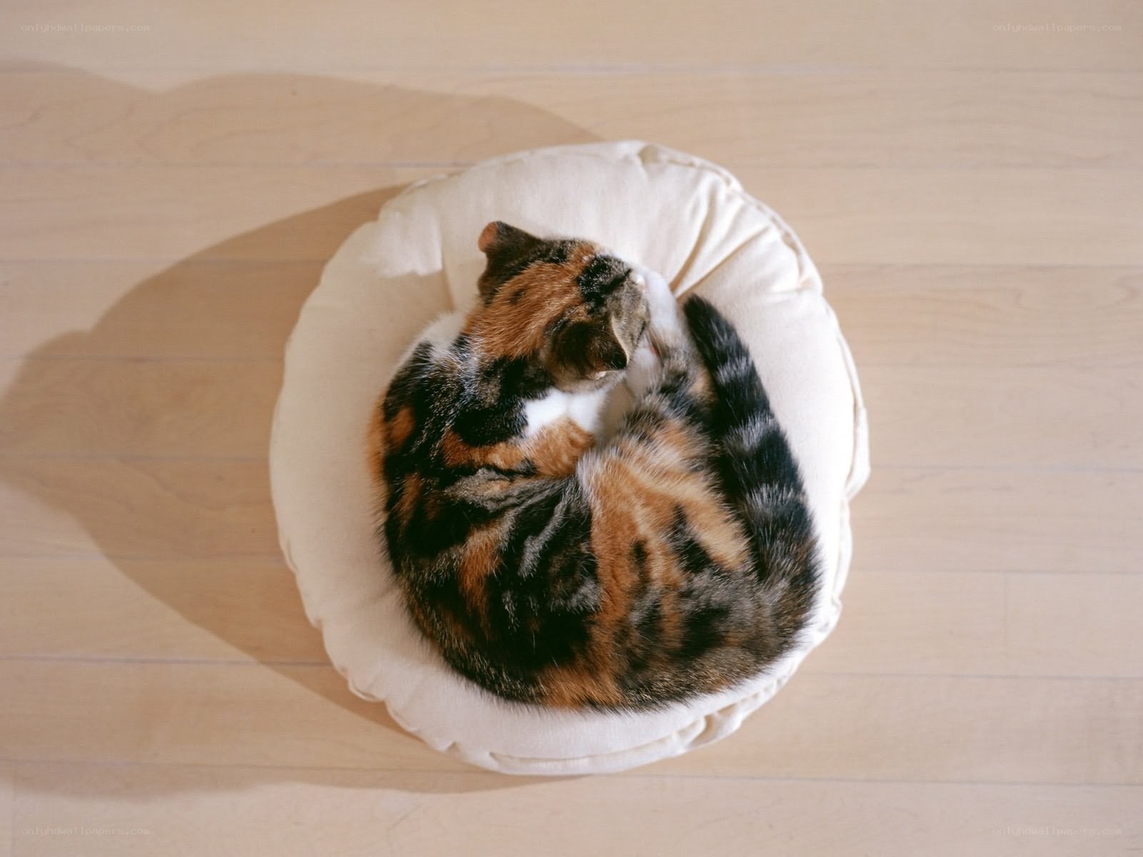calico cat sleeping in bed