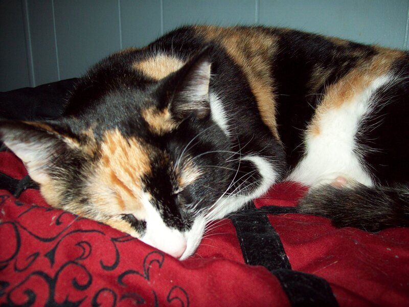 calico cat sleeping on blanket