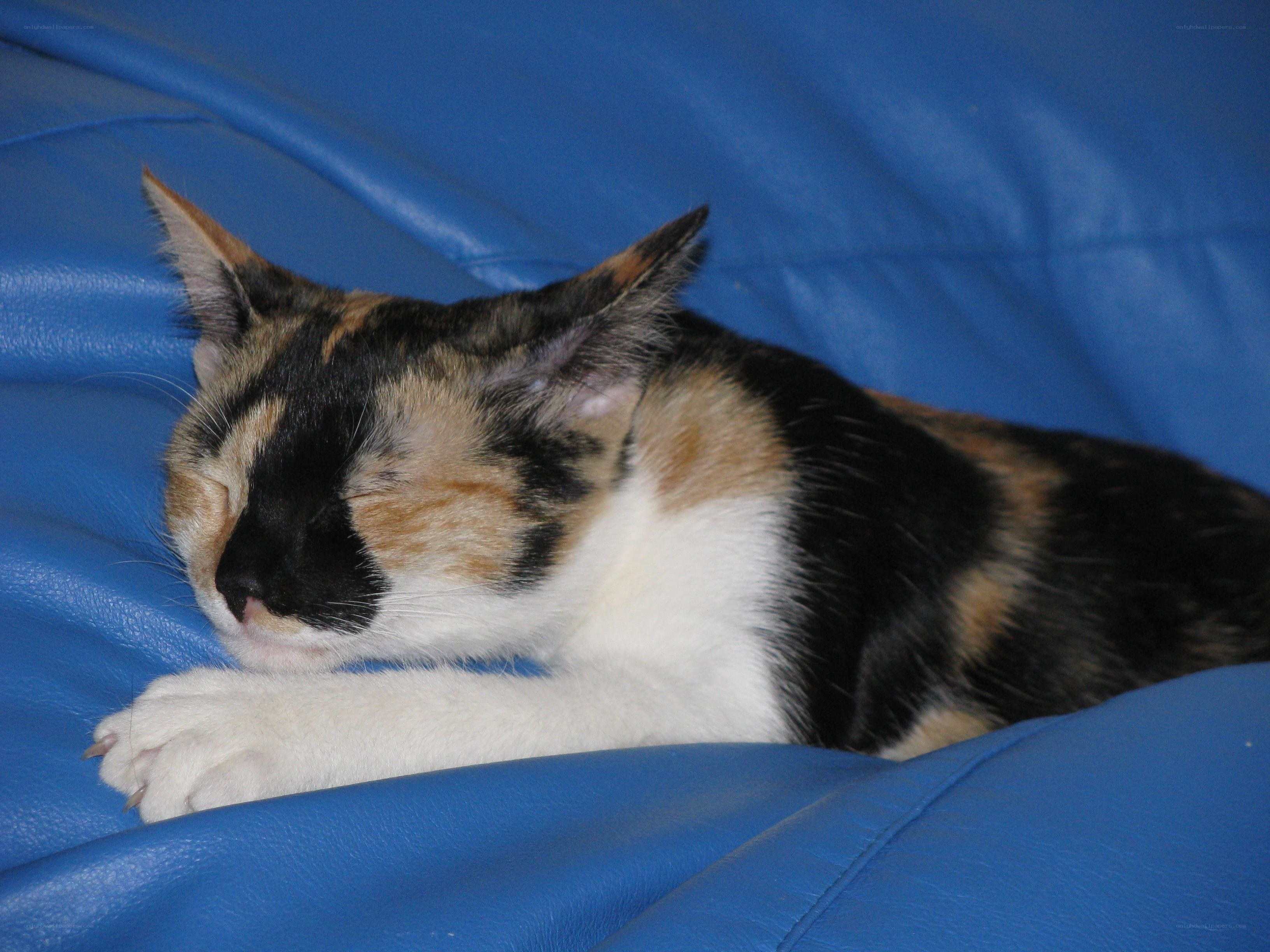 calico cat sleeping on blue couch
