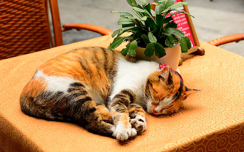 Calico Cat Sleeping — Orange