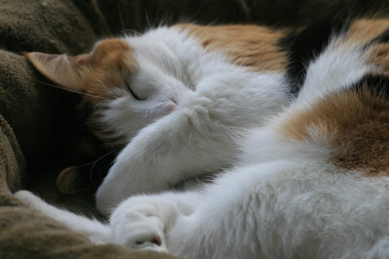 Calico cat sleeping peacefully
