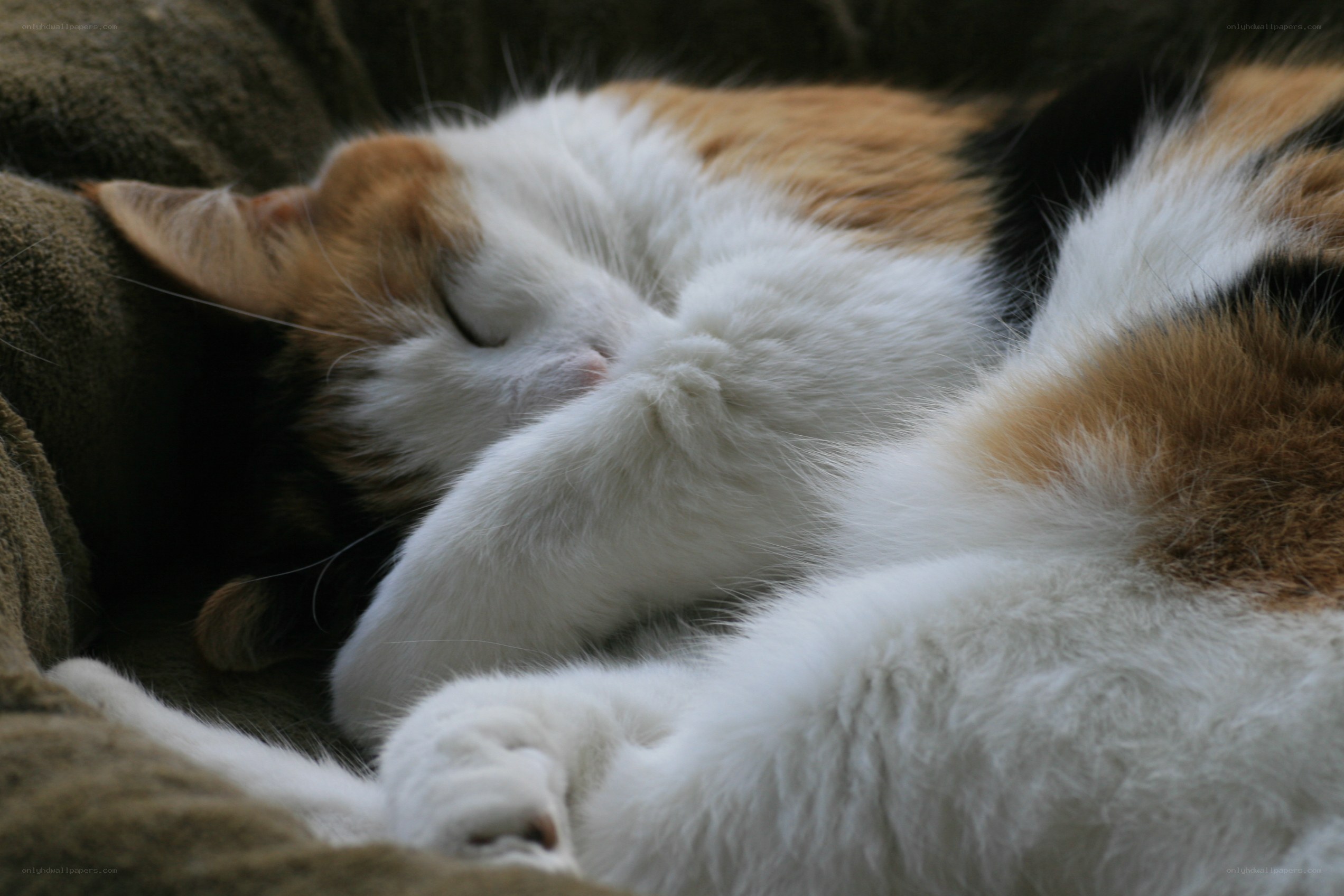 Calico cat sleeping peacefully