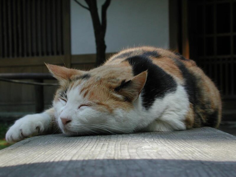 Calico cat sleeping peacefully