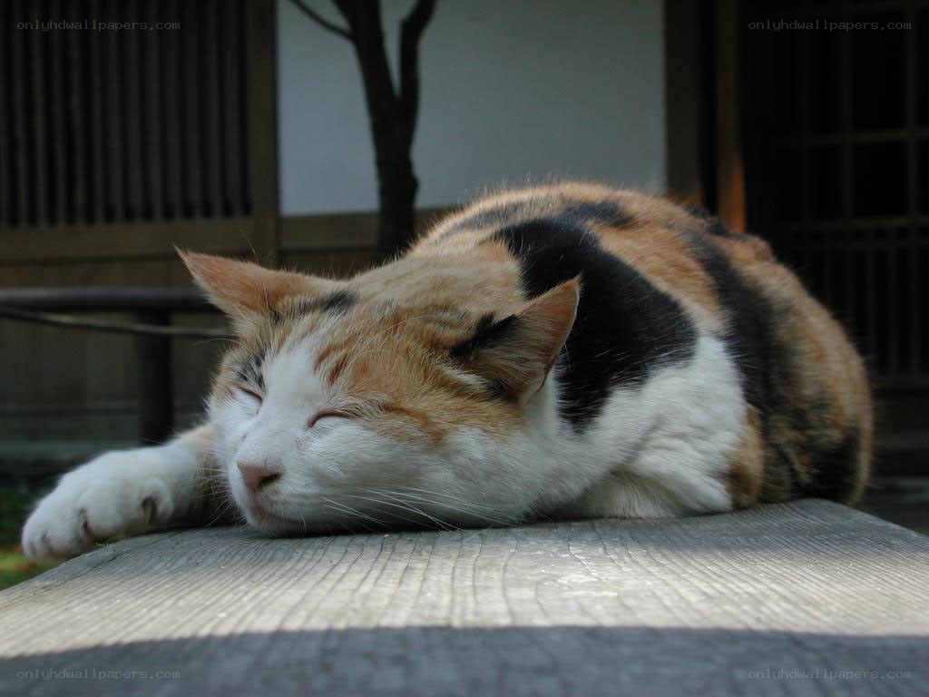 Calico cat sleeping peacefully