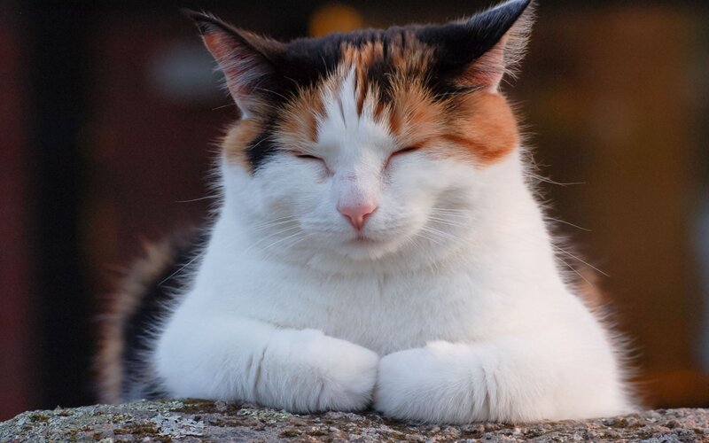 Calico cat sleeping peacefully